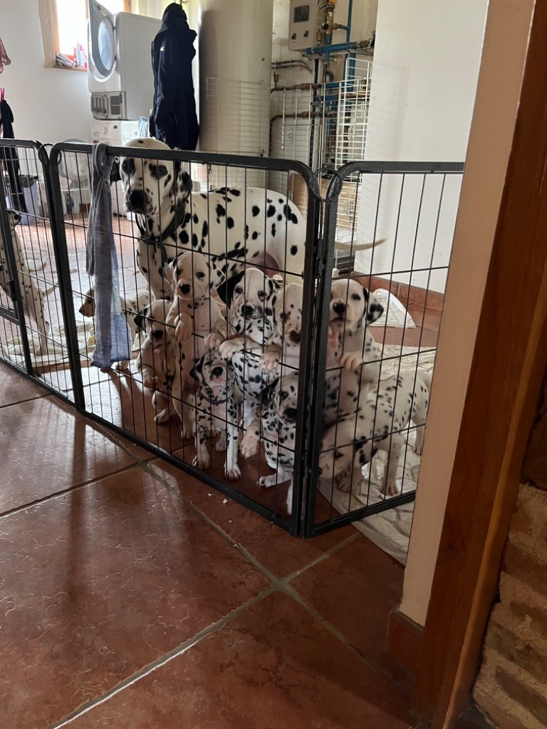 chiot Dalmatien Bérangère Remillier