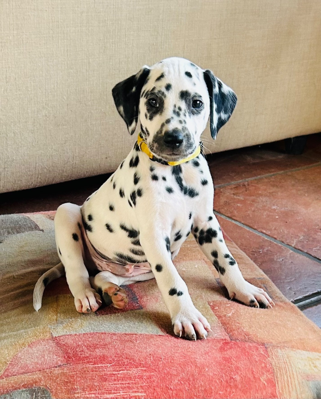 CHIOT 4